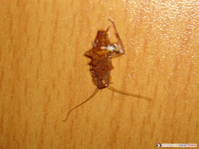 2005121521073238.jpg